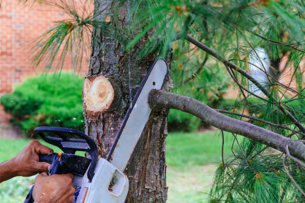 Best Arborist Consultation Services  in Lannon, WI